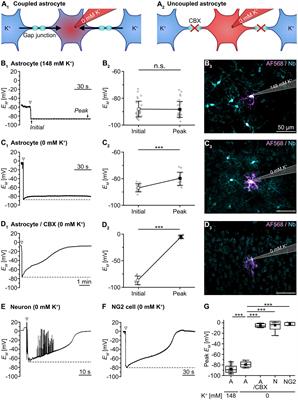 Ca2+-dependent rapid uncoupling of astrocytes upon brief metabolic stress